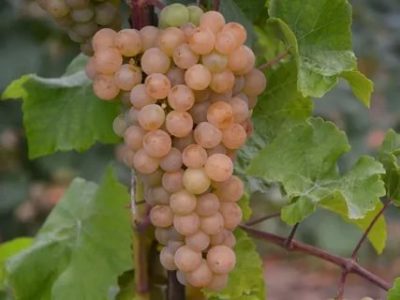 виноград платовский описание сорта