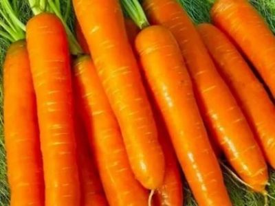 сорт моркови нантская