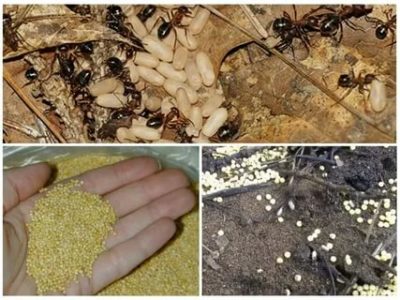 как вывести муравьев с огорода народными средствами