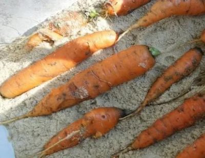 как на зиму сохранить морковь