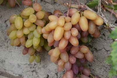 сорт винограда новочеркасский