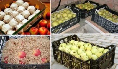 как сохранить яблоки на зиму свежими в домашних условиях