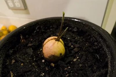 выращивание айвы из семян