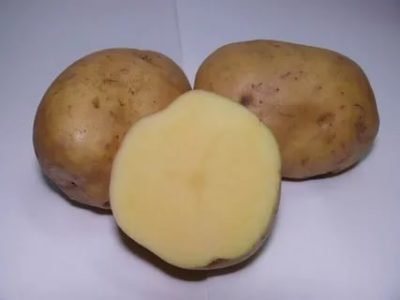 сорт картофеля рамос