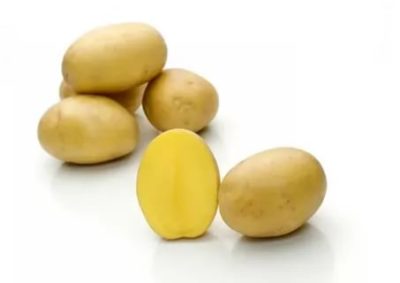 сорт картофеля бельмондо