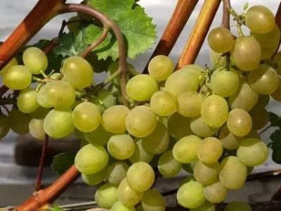 виноград для подмосковья сорта неукрывной