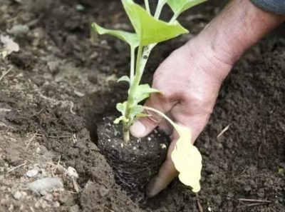 как сажать баклажаны в открытый грунт рассадой