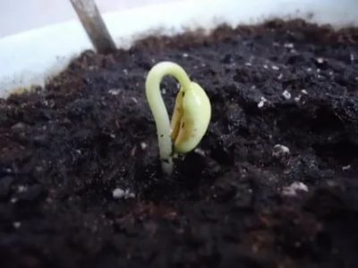 как посадить проросшую фасоль