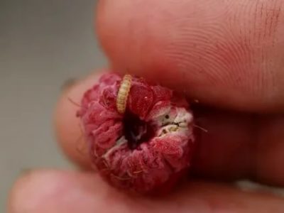 как избавиться от червей в малине