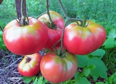 сорта томатов для среднего поволжья