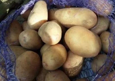 сорт картофеля агата