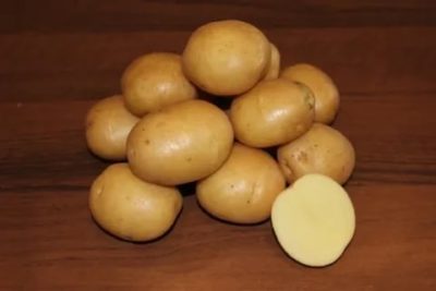 сорт картофеля колобок