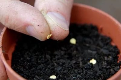 как подготовить семена перца к посадке на рассаду