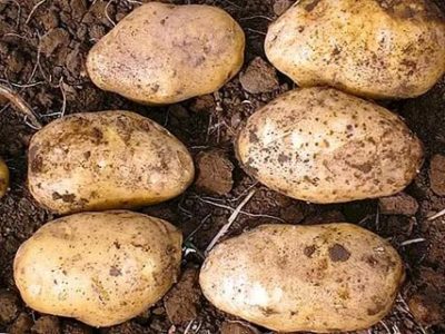 сорта картофеля для харьковской области