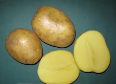 сорт картофеля ломоносовский