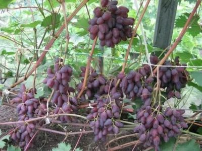 сорт винограда аметистовый