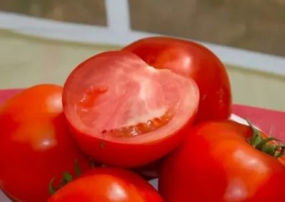 сорт помидор бобкат