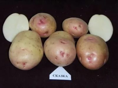 картофель сударыня описание сорта