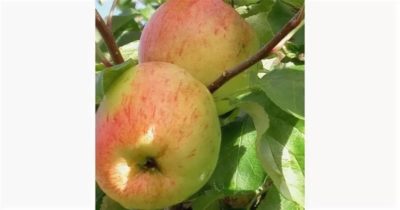 сорта яблонь для среднего поволжья