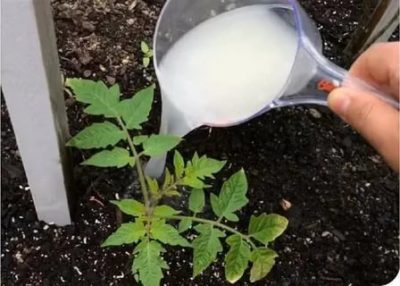 как удобрять помидоры дрожжами в открытом грунте