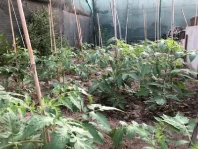 удобрения для помидоров в открытом грунте
