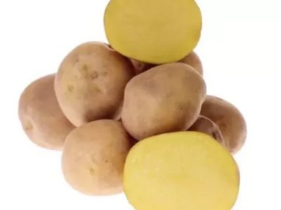 сорт картофеля метеор