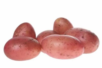 сорт картофеля рябинушка