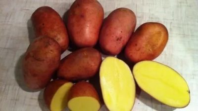 сорта картофеля с желтой мякотью