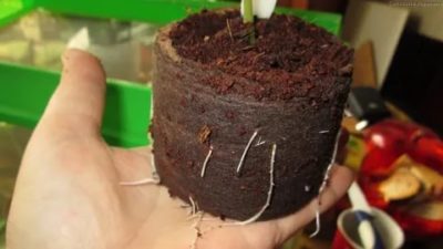 как использовать кокосовый субстрат для рассады