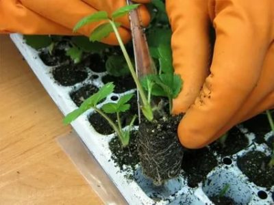 как вырастить рассаду клубники из семян в домашних условиях