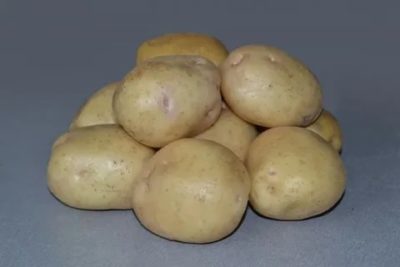 картофель невский описание сорта