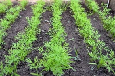 выращивание моркови рассадой