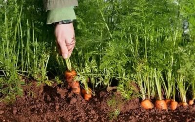 посев моркови в апреле