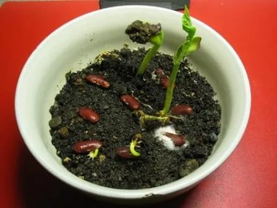 как посадить проросшую фасоль