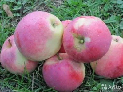 сорта яблонь для нижегородской области