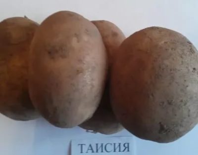таисия сорт картофеля