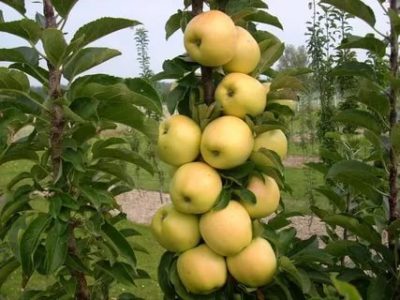 сорта колоновидных яблонь для сибири