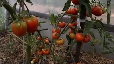 не краснеют помидоры в теплице что делать