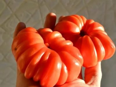 японские сорта томатов