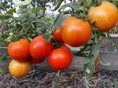 самые урожайные сладкие сорта помидор и низкорослые непасынкующиеся
