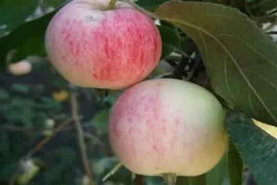 сорта яблонь для алтайского края