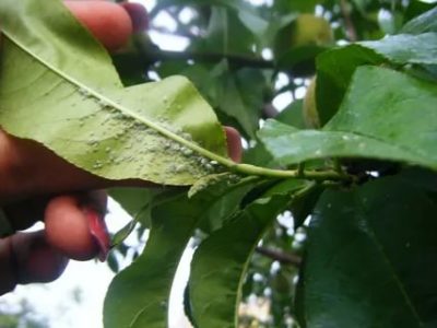 вредители персика и борьба с ними