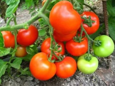 ультраранние сорта томатов