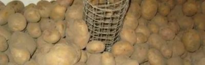 картофель подмерз что делать