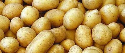сорт картофеля бельмондо