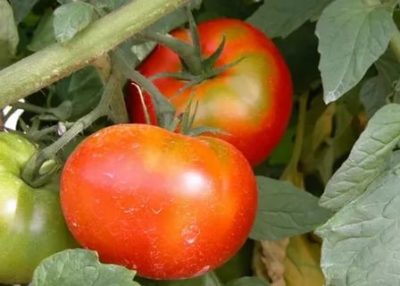 помидоры лучшие сорта для открытого грунта низкорослые для подмосковья