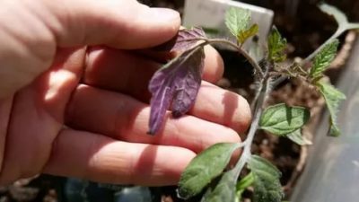 фиолетовые листья у помидоров что делать