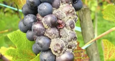 гниет виноград что делать