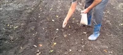 посев горчицы для удобрения почвы осенью