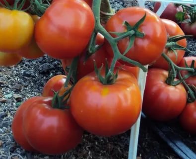 сорта томатов для нижегородской области